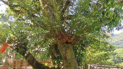 Drynaria coronans, photographed by chiuluan
