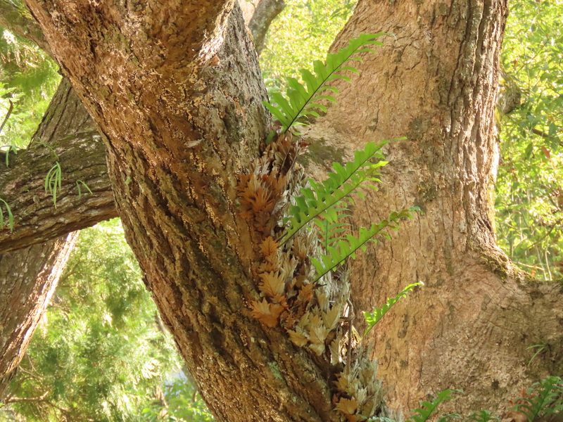 Drynaria roosii, photographed by chiuluan