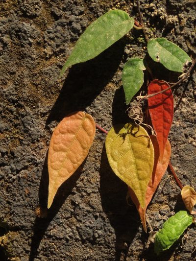 Ficus sarmentosa, photographed by chiuluan