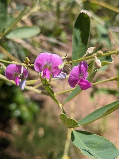 Tephrosia rosea, photographed by Michael Somerville