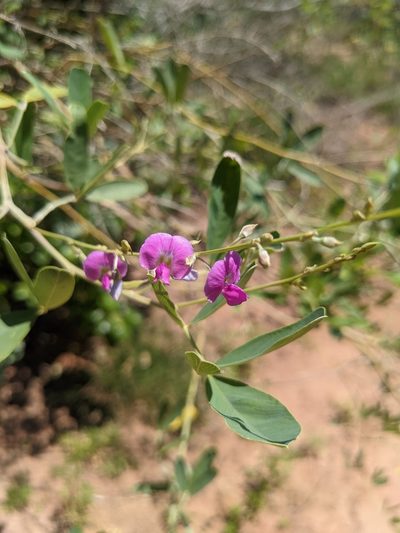 Tephrosia rosea, photographed by Michael Somerville