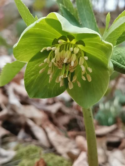 Helleborus odorus, photographed by Ljaž