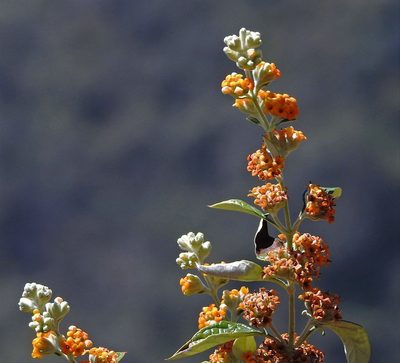 Buddleja tucumanensis, photographed by Hugo Hulsberg