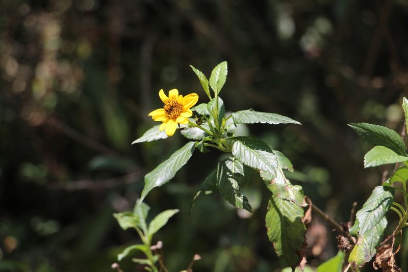 Bidens rubifolia, photographed by Andrés Ramírez-Barrera
