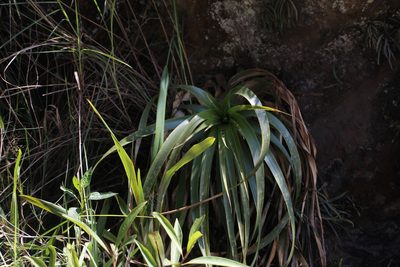 Puya pendula, photographed by Andrés Ramírez-Barrera