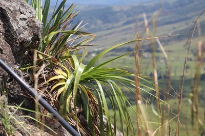 Puya pendula, photographed by Andrés Ramírez-Barrera