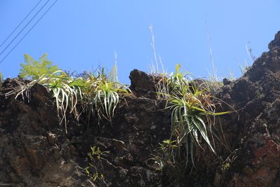 Puya pendula, photographed by Andrés Ramírez-Barrera