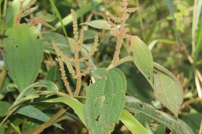 Miconia aeruginosa, photographed by Andrés Ramírez-Barrera