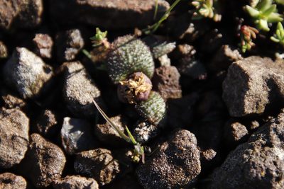 Massonia wittebergensis, photographed by Tony Rebelo