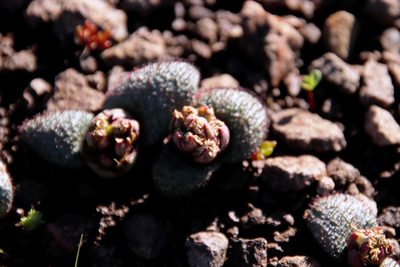 Massonia wittebergensis, photographed by Tony Rebelo