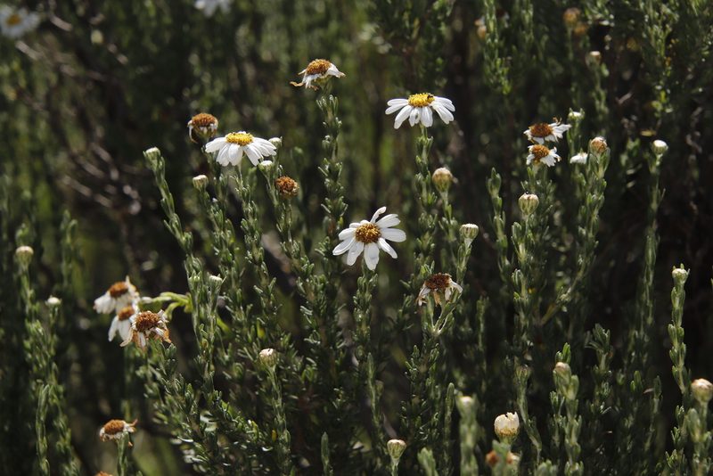 Eumorphia sericea, photographed by Tony Rebelo