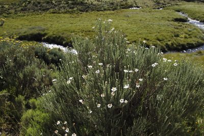 Eumorphia sericea, photographed by Tony Rebelo