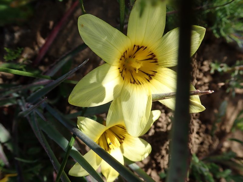 Romulea montana, photographed by Peter Warren