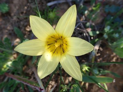 Romulea montana, photographed by Peter Warren