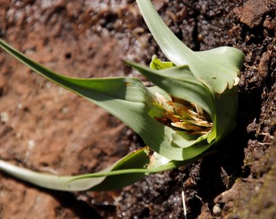 Colchicum longipes, photographed by Tony Rebelo