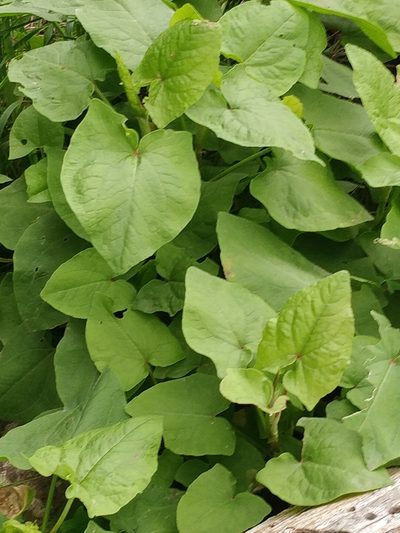 Rumex maderensis, photographed by Vítor Jorge