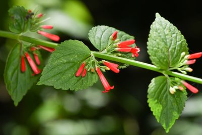 Russelia sarmentosa, photographed by Trevor Van Loon