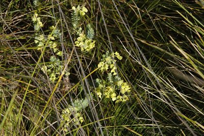 Euphorbia natalensis, photographed by Tony Rebelo