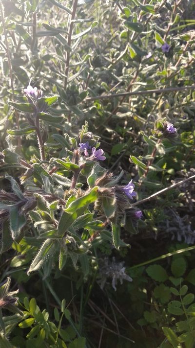 Alkanna strigosa, photographed by Udi Oron אודי אורון