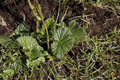 Geum capense, photographed by Tony Rebelo