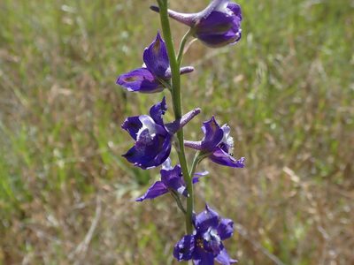 Delphinium hesperium, photographed by joergmlpts