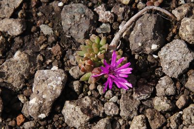 Delosperma basuticum, photographed by Tony Rebelo