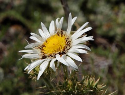 Berkheya cirsiifolia, photographed by Tony Rebelo