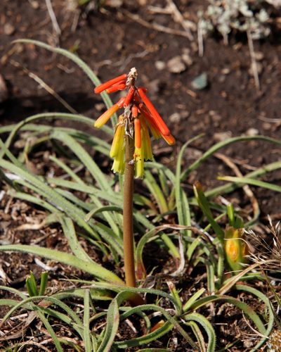Kniphofia hirsuta, photographed by Tony Rebelo