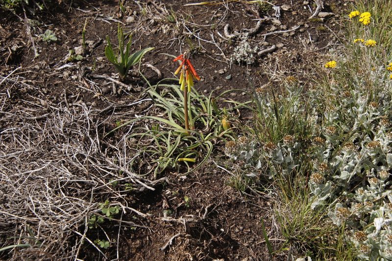 Kniphofia hirsuta, photographed by Tony Rebelo