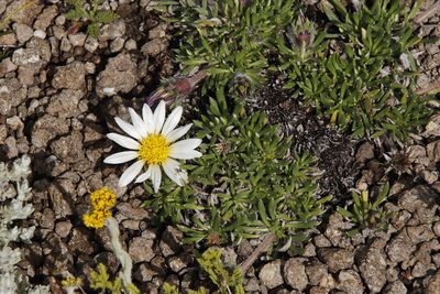 Roessleria armerioides, photographed by Tony Rebelo