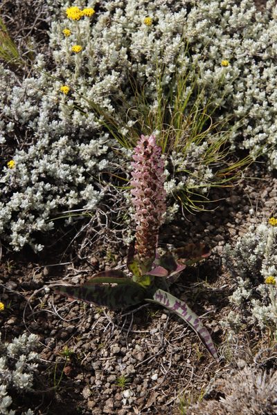 Disa fragrans, photographed by Tony Rebelo