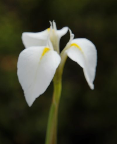 Moraea albicuspa, photographed by Tony Rebelo