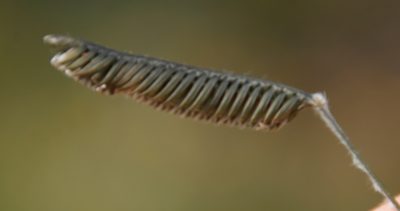 Harpochloa falx, photographed by Tony Rebelo