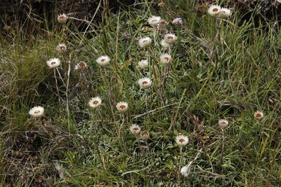 Helichrysum marginatum, photographed by Tony Rebelo