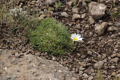 Roessleria armerioides, photographed by Tony Rebelo