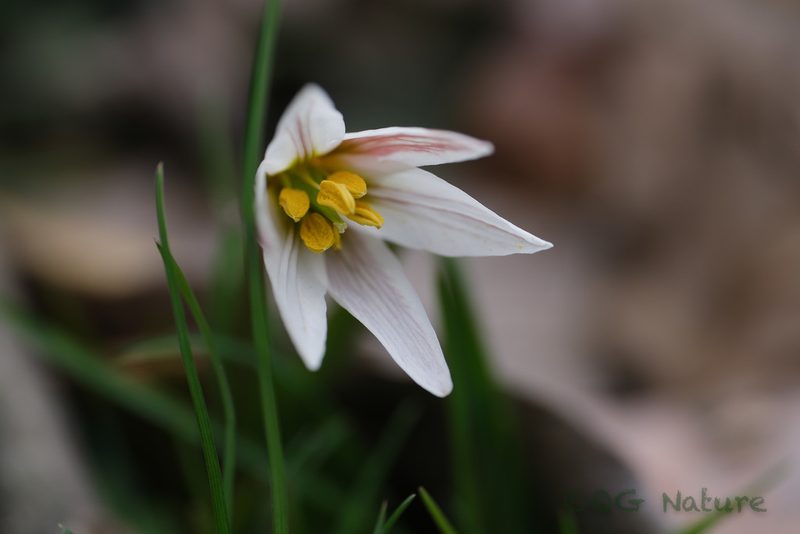 Amana edulis, photographed by Wang.QG