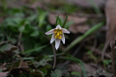 Amana edulis, photographed by Wang.QG