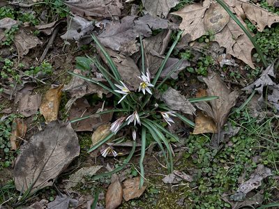 Amana edulis, photographed by Wang.QG