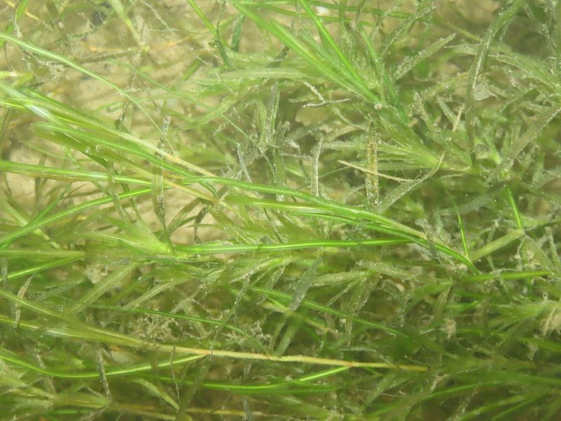 Potamogeton pusillus, photographed by chiuluan
