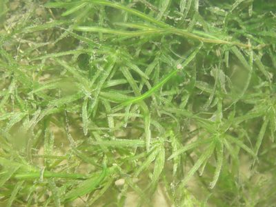 Najas guadalupensis, photographed by chiuluan
