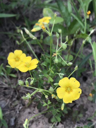 Oxalis texana, photographed by Laura Clark