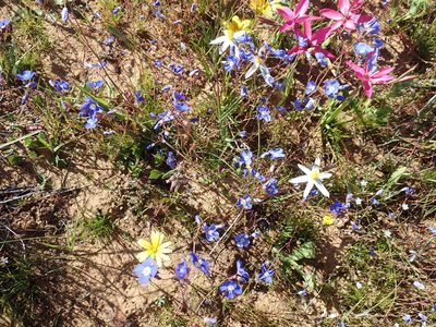 Heliophila acuminata, photographed by Peter Warren