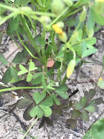 Oxalis texana, photographed by Laura Clark