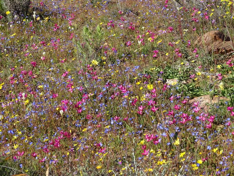 Heliophila acuminata, photographed by Peter Warren