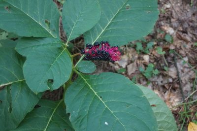 Phytolacca acinosa, photographed by Olena V. Vakarenko