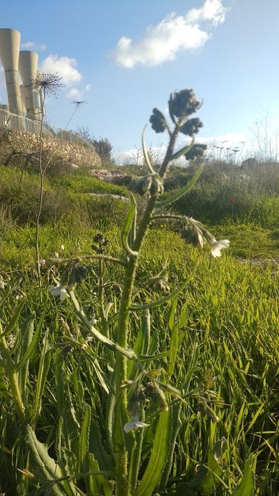 Anchusa strigosa, photographed by Udi Oron אודי אורון