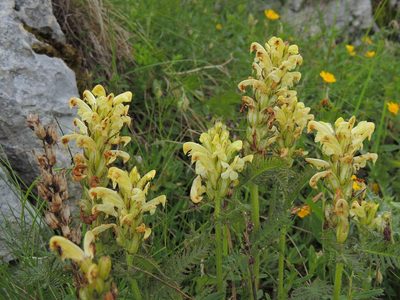 Pedicularis comosa, photographed by xulescu_g