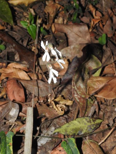 Zeuxine longilabris, photographed by Hopeland