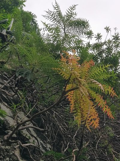 Sonchus pinnatus, photographed by Vítor Jorge