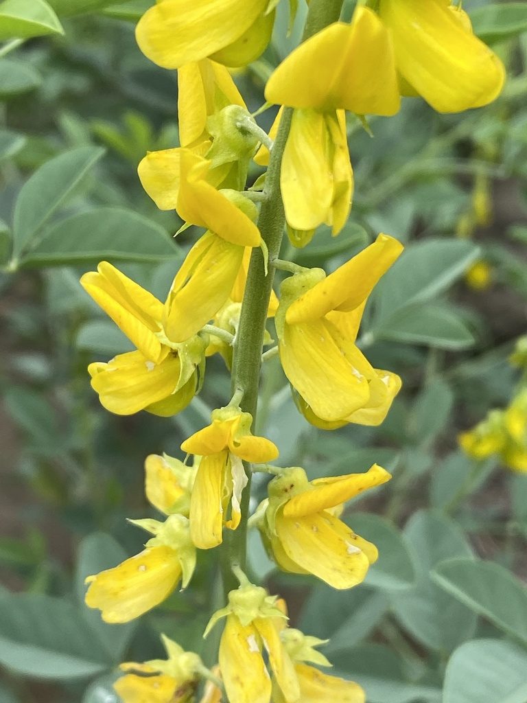Crotalaria argyraea, photographed by Dave U